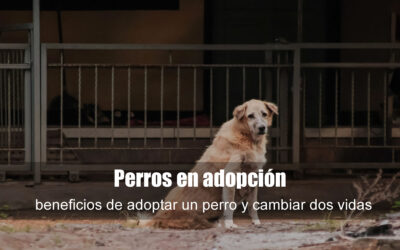 Perros en adopción: beneficios de adoptar un perro y cambiar dos vidas