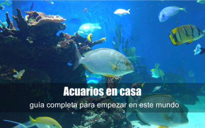 Acuarios en casa: guía completa para empezar en el mundo de los peces
