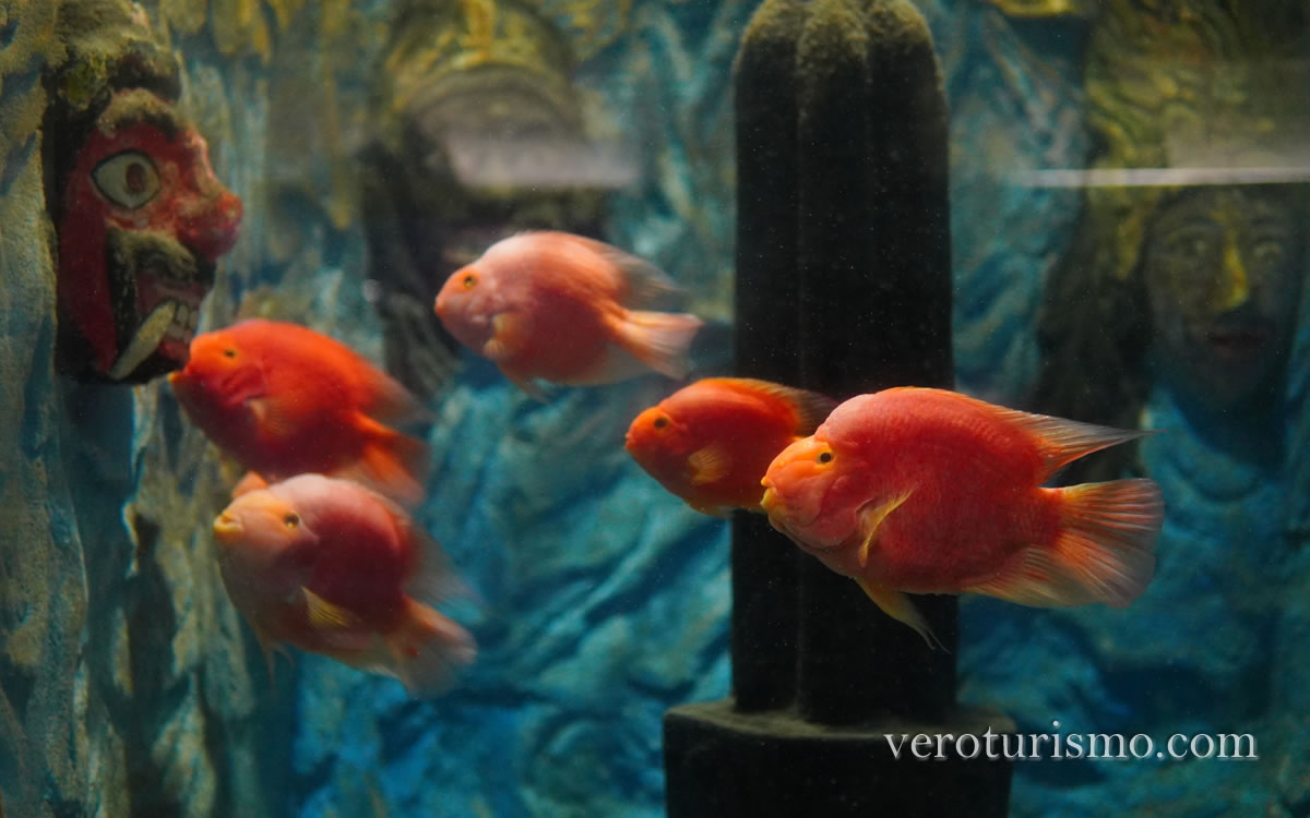 acuarios2 acuario en casa