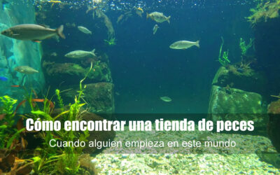 Cómo encontrar una tienda de peces cerca de mi y montar un acuario plantado con peces de agua fría