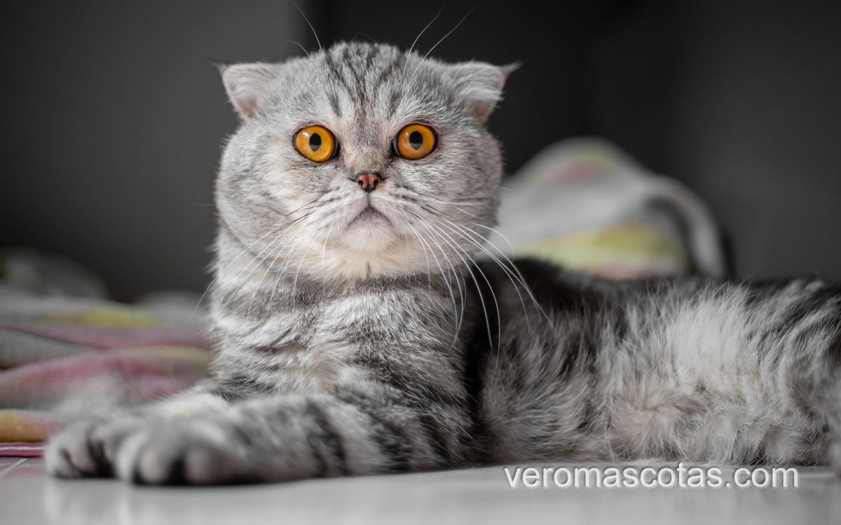fotogato1.fw mi gato rasguña el sofá