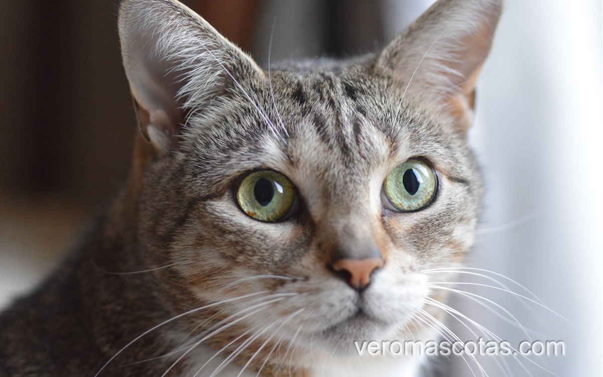 fotogato2.fw mi gato araña