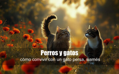 Perros y gatos: cómo convivir con ellos y entender mejor a tu gato persa, siamés y gatitos