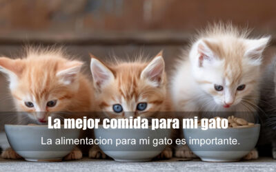 La mejor comida para mi gato