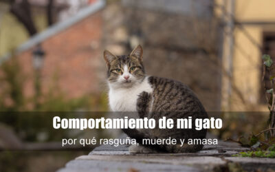 Comportamiento de mi gato: por qué rasguña, muerde y amasa