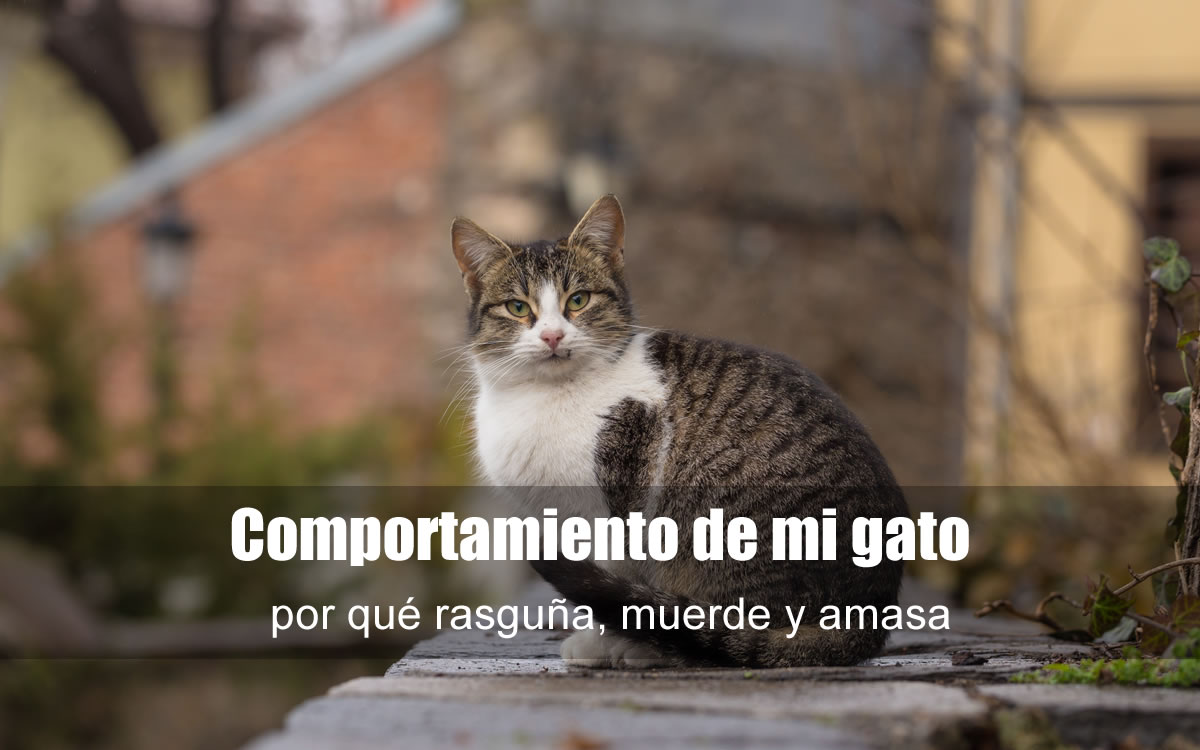 para cabezera del blog gatos.fw comportamiento de mi gato