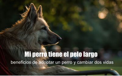 Mi perro tiene el pelo largo: Quiero quitar el pelo de mi perro del sofá