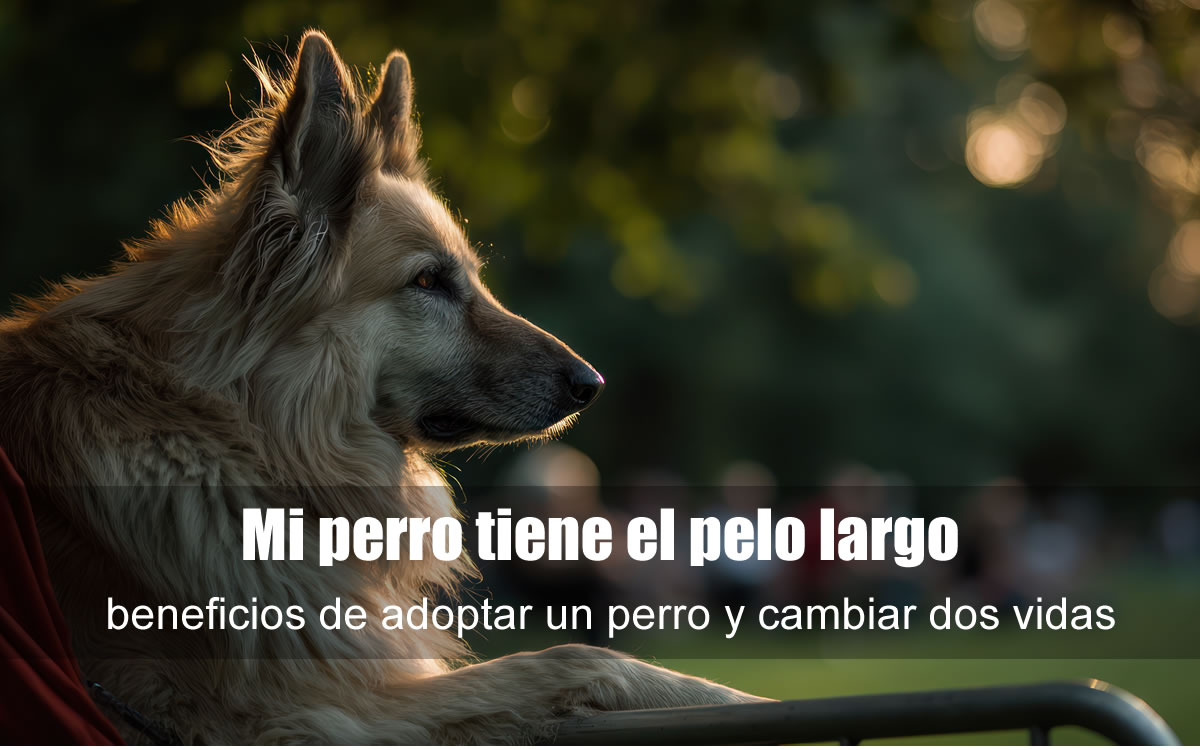 para cabezera pelo largo.fw mi perro tiene el pelo largo
