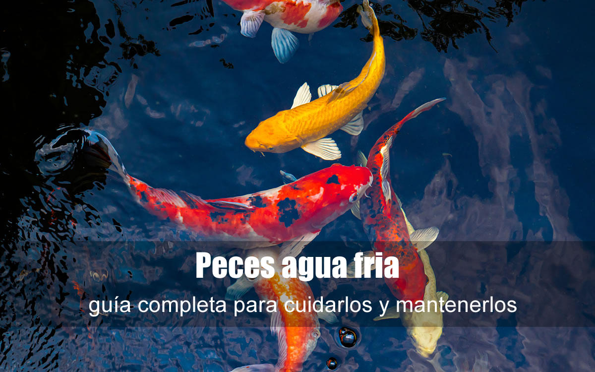 peces agua fria peces agua fria