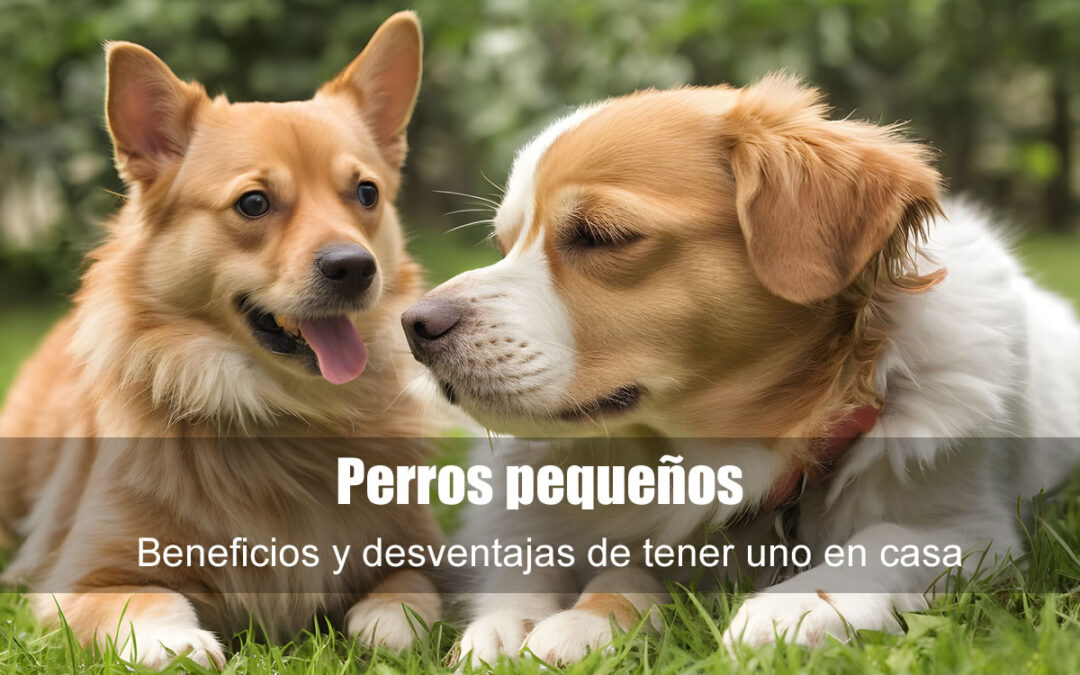 Perros pequeños: beneficios y desventajas de tener uno en casa