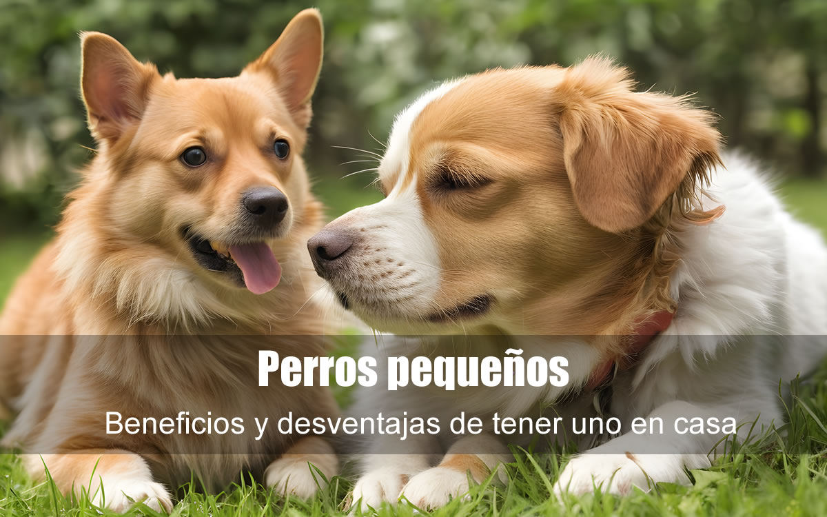 perros pequeños beneficios y desventajas.fw perros pequeños