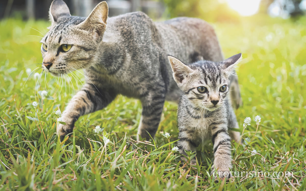 gatitos