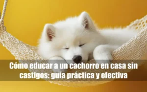 cachorro