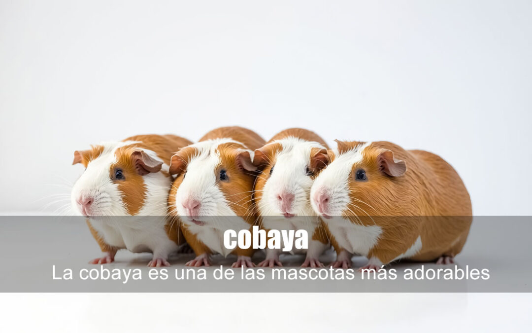 Cobaya como mascota