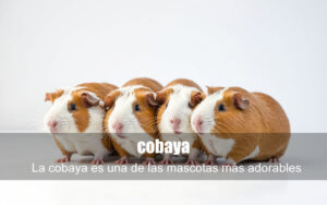 cobaya
