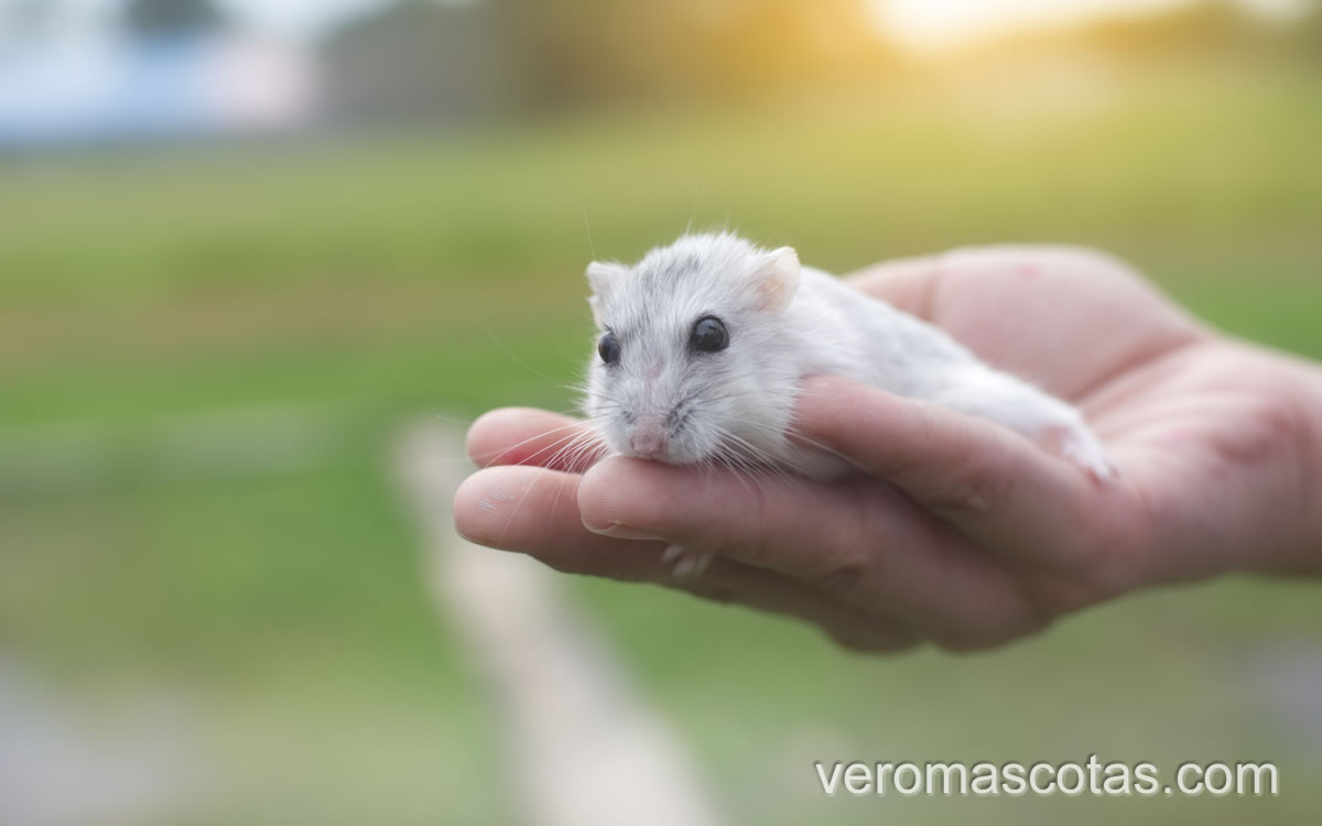 hamster 1 Hamster