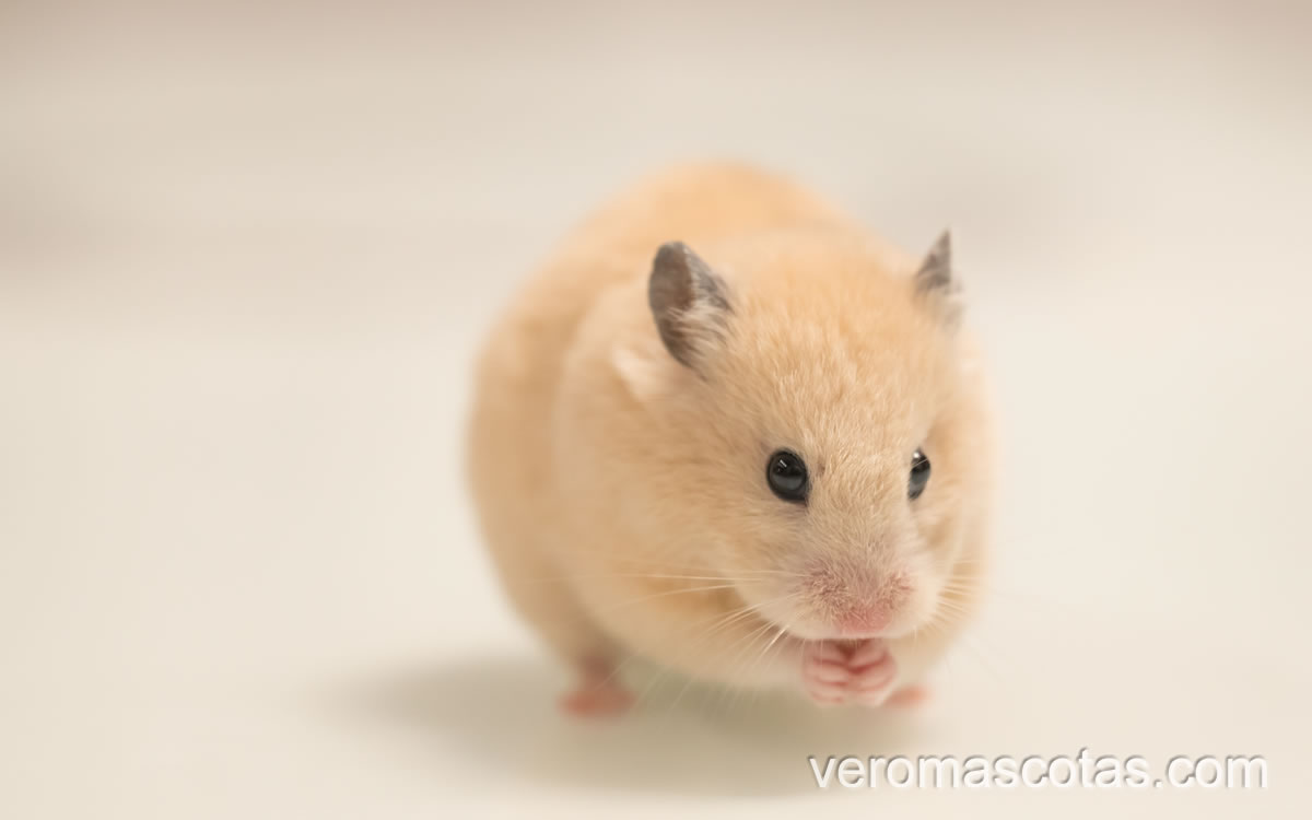 hamster 2 cuidado de mi hamster<br />