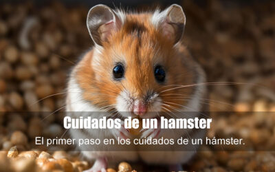 Cuidados de un hámster: guía completa para principiantes