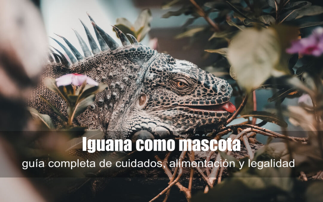 Iguana como mascota
