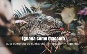 iguana mascota