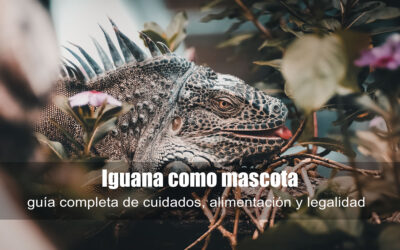 Iguana como mascota