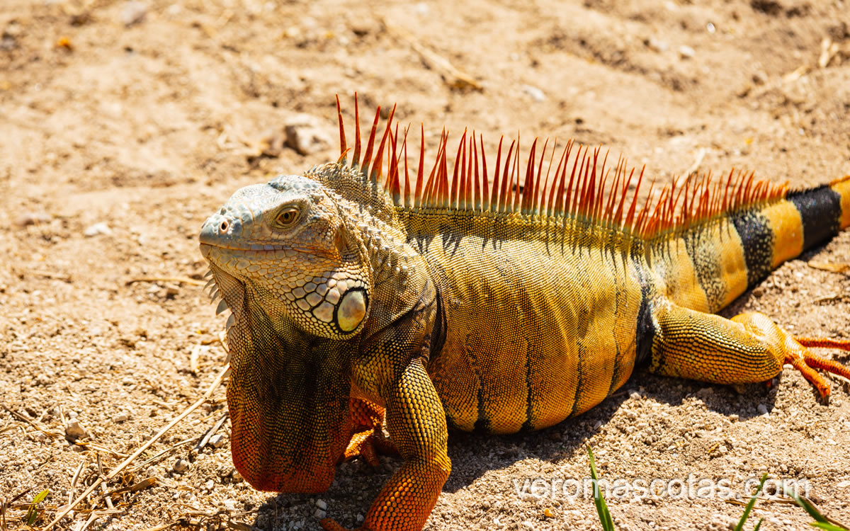 iguana1 iguana