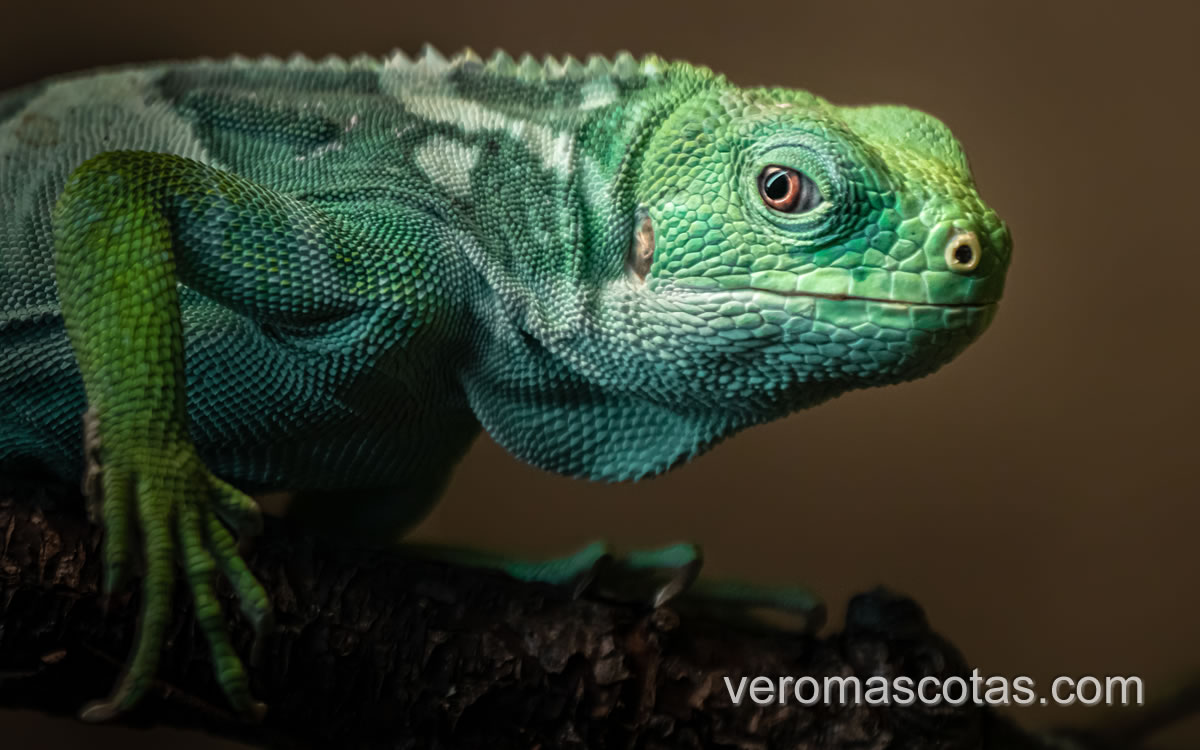 iguana2 iguana verde