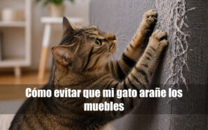 mi gato araña el sofá de mi casa