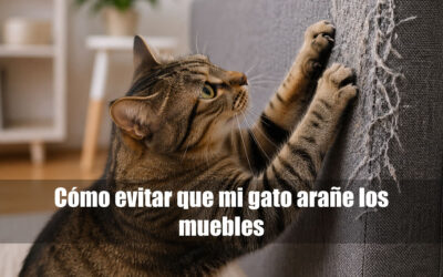 Cómo evitar que mi gato arañe los muebles