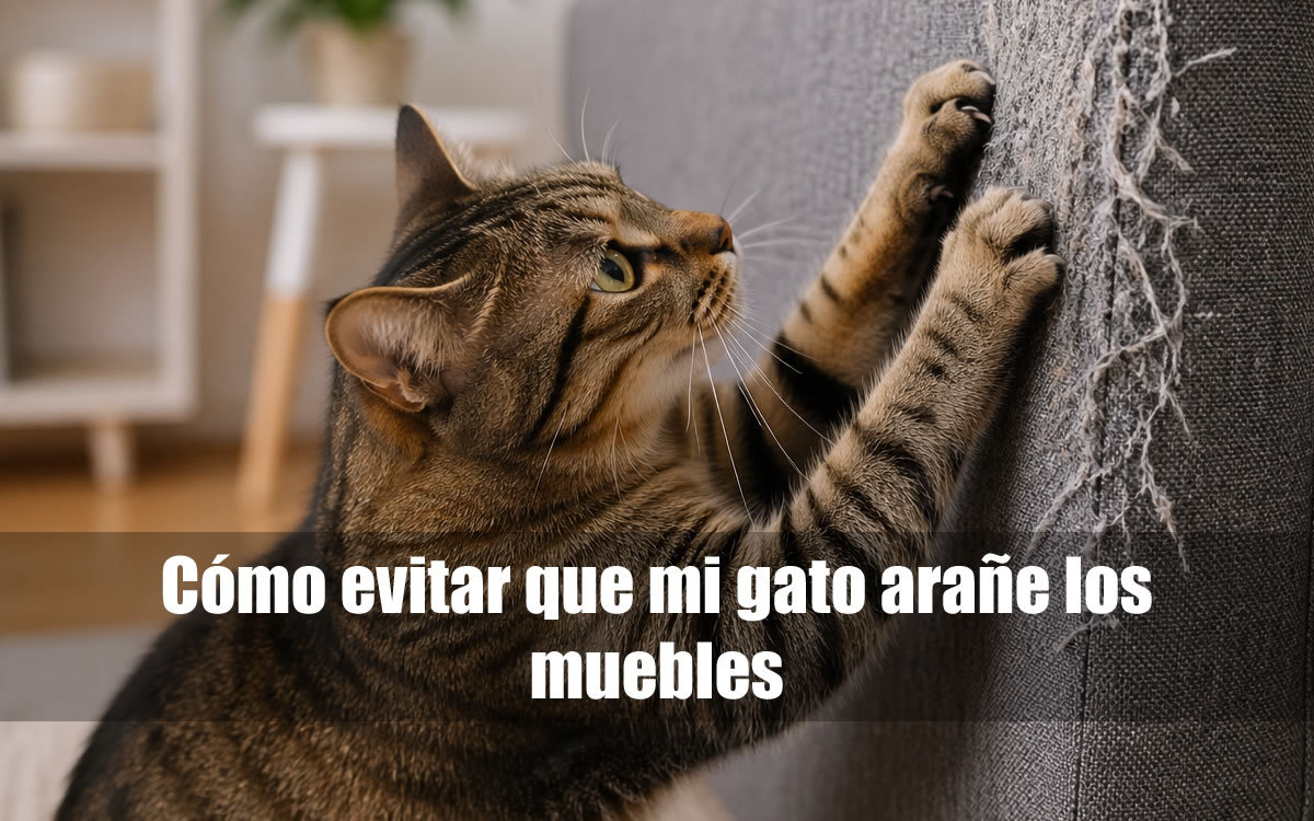mi gato me araña el sofá mi gato araña el sofá de mi casa