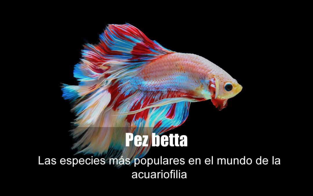 Pez betta