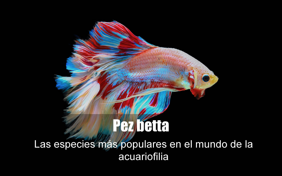 pez betta pez betta